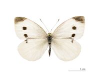 Pieris rapae MHNT dos.jpg