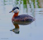 Podiceps grisegena, Upton Warren 2.jpg