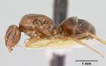 Prolasius advenus casent0172948 profile 1.jpg