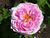 Rosa 'Comte de Chambord' J1.JPG