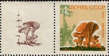 The Soviet Union 1964 CPA 3124A stamp with left label5 (Mushrooms. Golden chanterelle or girolle (Cantharellus cibarius) with oyster mushroom (Pleurotus ostreatus)) 600 dpi.jpg