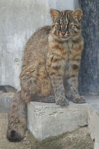 Tsushima Cat 001.jpg