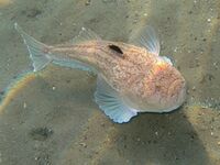 Uranoscopus scaber Rab.JPG
