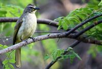 White-browed Bulbul ( Pycnonotus luteolus).JPG