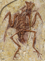 Zhouornis hani.png