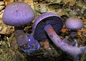 2008-08-22 Cortinarius violaceus (L.) Gray 18241 crop
