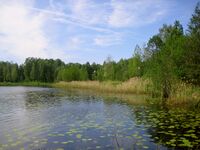 2053. Парголово. Финское озеро.jpg