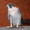Accipiter gentilis -injured Goshawk.jpg