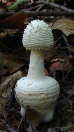 Amanita abrupta 54083.jpg
