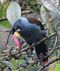 Andigena hipoglauca Terlaque andino Grey-breasted Mountain-Toucan (8610841709).jpg
