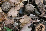 Black walnut dead nut.jpg