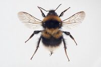 Bombus jonellus.jpg