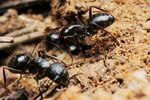 Camponotus aethiops workers.jpg