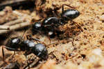 Camponotus aethiops workers.jpg