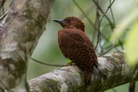 Celeus brachyurus.jpg