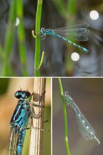 CoenagrionOrnatum Collage.jpg