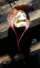 Dracula bella Orchi 22 fragment.jpg