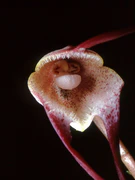 Dracula psittacina Orchi 12.jpg