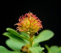 Euphorbia epithymoides5 ies.jpg