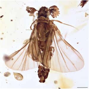Heterobathmilla kakopoios dorsal.jpg