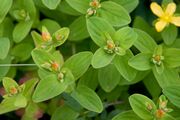 Hypericum kamtschaticum var. senanense 13.jpg