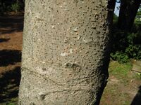 Idesia polycarpa3.jpg