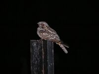 Jungle nigthjar Chikmagalur.jpg