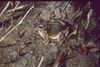 Laliostoma labrosum.jpg