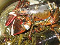Lobster 04.jpg