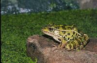 Northern leopard frog 1.jpg
