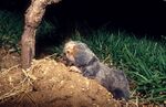 Palestine Mole-rat 1.jpg