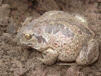 Pelobates fuscus 02.JPG