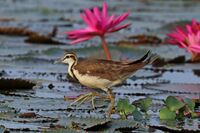 Pheasant-tailed jacana (Hydrophasianus chirurgus).jpg