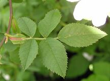 Rosa canina blatt 2005.05.26 11.50.13.jpg