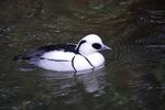 San Diego Zoo 14 2016-05-13.jpg
