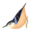 SittaFormosa.svg