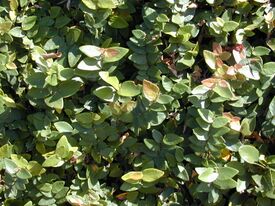 Starr 001228-0123 Ficus pumila.jpg