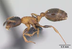Temnothorax nigriceps casent0173202 profile 1.jpg