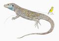 Tenerife giant lizard restoration.jpg
