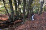 Velp-Beekhuizen, Mighty beeches along this seeping stream - panoramio.jpg