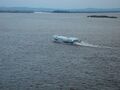 Amur-2010.JPG