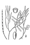 Cardamine parviflora BB-1913.jpg