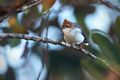 Chestnut-crested Yuhina 0A2A3688.jpg