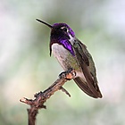 Costas-hummingbird.JPG