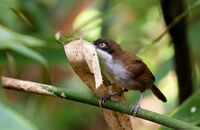 Dark-fronted Babbler.jpg