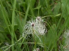 Eriophorum apinum.jpg