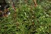 Eurhynchium angustirete IMG 8559.JPG