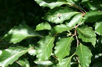 Fagus sylvatica 'Grandidentata' JPG1L.jpg