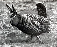 Heath Hen display.jpg