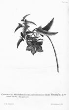 Hortus Cliffortianus VIII Campanula (Canarina canariensis).jpg